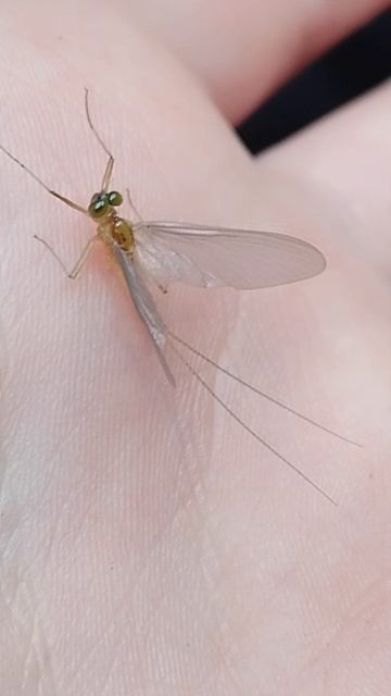 Субимаго удивительное существо