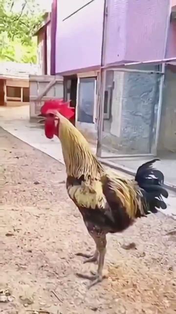 подъём #shorts