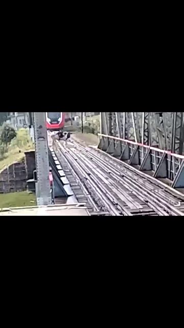 Корова на пути заблокировала железную дорогу в Ленобласти. смотреть онлайн