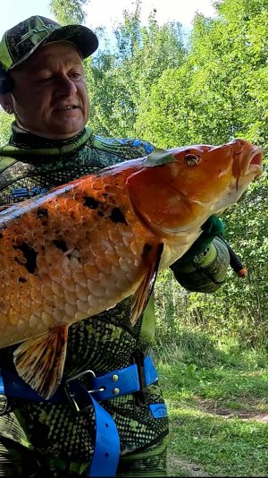 ТРОФЕЙНЫЙ "ТИГРОВЫЙ КАРП" (кои)!!! #подводнаяохота #spearfishing #рыбалкасподвохом