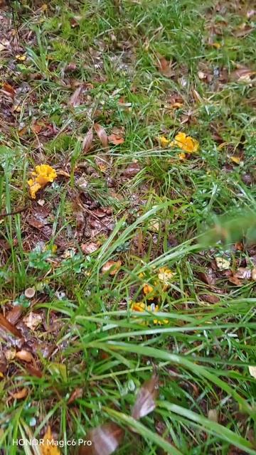 Я такого еще не видел. Будем резать!