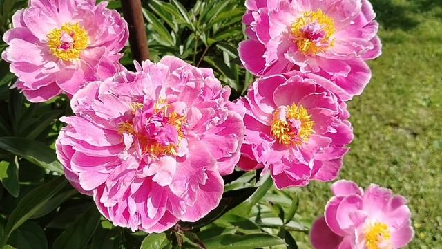 Пионы нашего сада 2025, называю сорта. смотреть онлайн