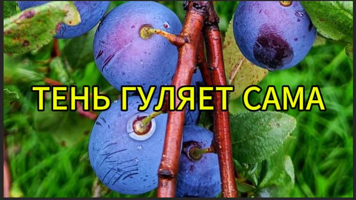Тень, которая гуляет сама по себе смотреть онлайн