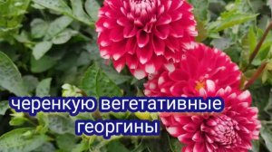 Черенкую георгины. Правильный черенок..