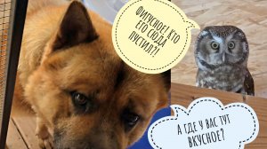 Готовим новый вольер для переезда очень важной совы - сычика Пунька. Пёс Кубик принимает объект