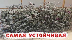 5 причин завести традесканцию. Зебрина.Что надо знать?