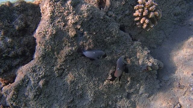 ухаживания самца Дасцилл трехпятнистый Domino Fish Trimaculatus Inhabits PC070015