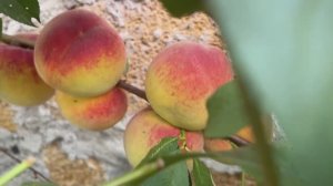 Наш крымский участок в конце лета