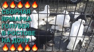 🔥🔥🔥 Сборная ярмарка голубей в Ростове на Дону. Птичий рынок 17.08.25. Pigeons Fair.  Bird Market.