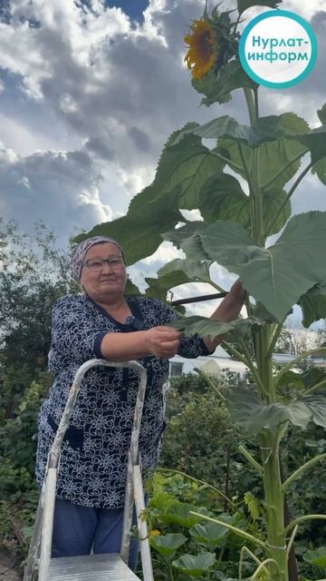 3 метра — не предел! смотреть онлайн