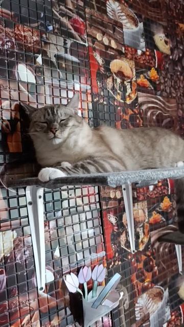 16 мая 2025 г. смотреть онлайн