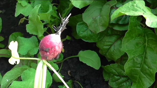 Редиска в сентябре