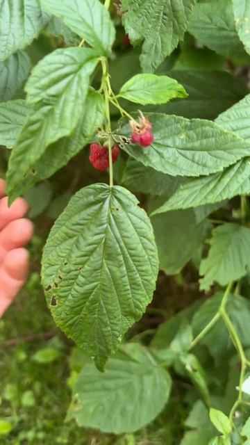 Можно я просто оставлю это тут? #лето2025