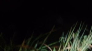 достойные окуни ,для них амнистия