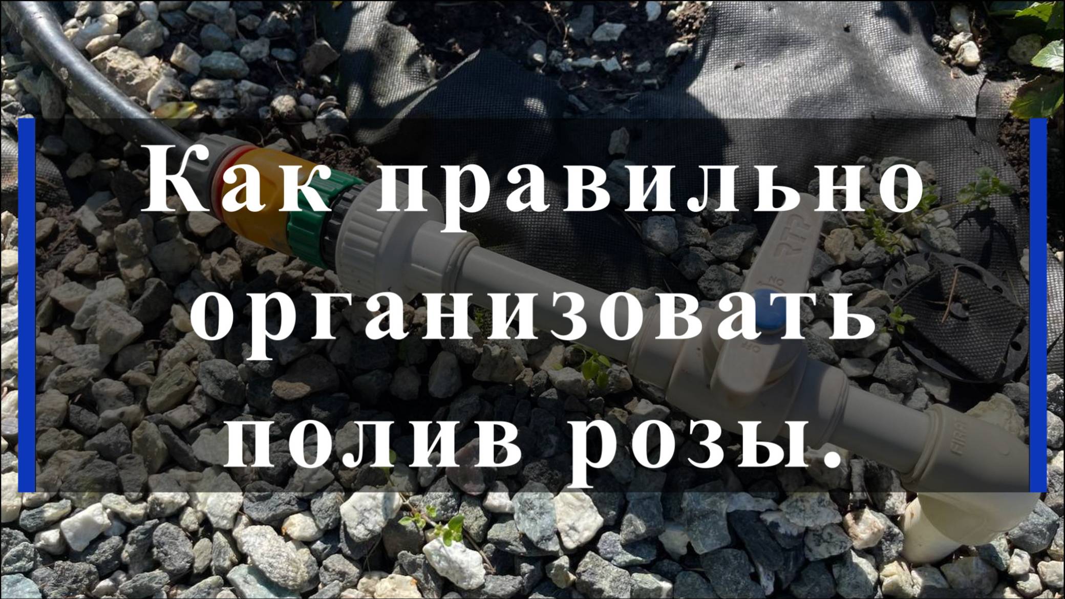 Как правильно организовать полив розы. смотреть онлайн