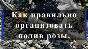 Как правильно организовать полив розы.