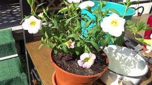 Купила растение со странным названием Калибрахоа. С подругами по магазинам 😊