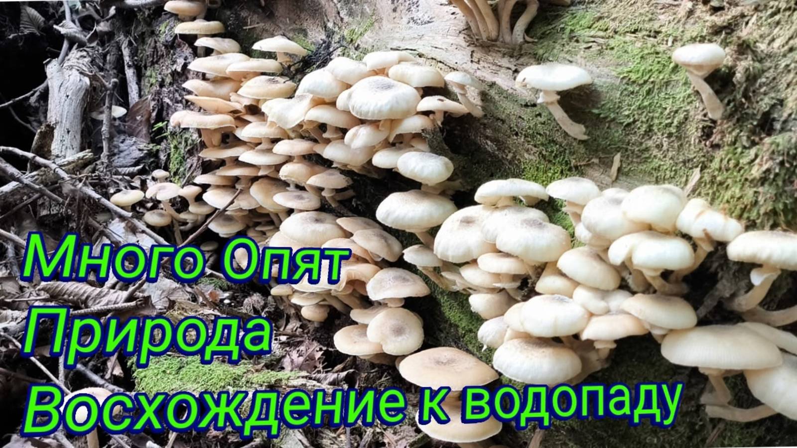 Искали подосиновики, а нашли опята смотреть онлайн