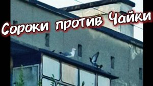 Сороки против Чайки