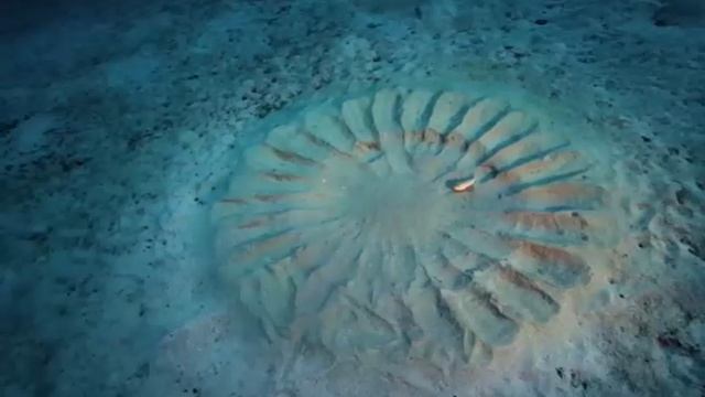 Белопятнистый иглобрюх неуловимый художник