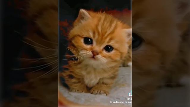 смешные котики смотреть онлайн