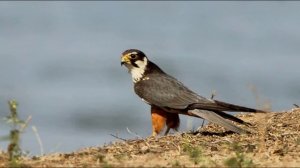 Сокол-Чеглок. Голоса птиц. Какие звуки издает Чеглок