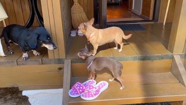 Дружелюбная атмосфера с собаками в Голубицкой смотреть онлайн