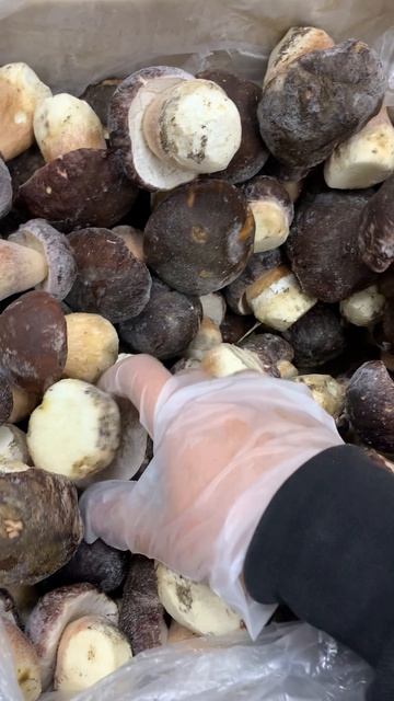 Гриб белый август 2025