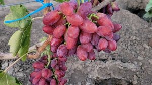 ГФ Винограда РОЗОВЫЙ ЗАКАТ (Калугин В.М.).