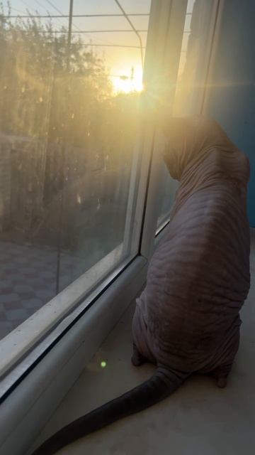 Сфинкс Лео и немецкая овчарка Босс - конфликт интересов! #сфинкслео #котики смотреть онлайн