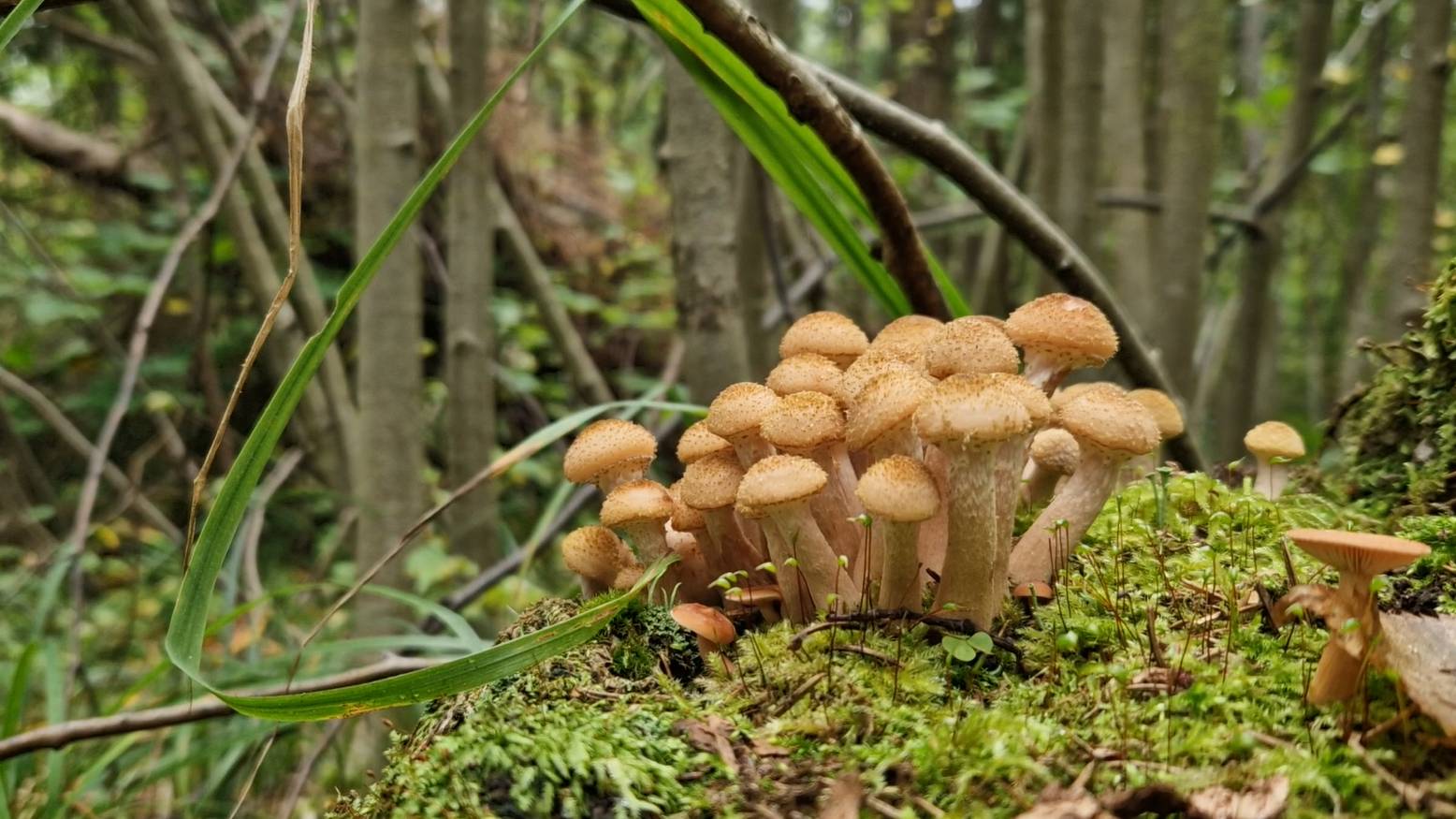 Припустились по грибы. ОПЯТА ПОШЛИ. Грибов ВСЯКИХ в лесу ПОЛНО! смотреть онлайн