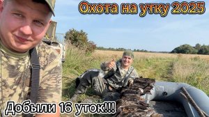 ДОБЫЛИ 16 УТОК ЗА УТРО🔥/Охота на утку с подхода 2025🦆/Постреляли с азартом
