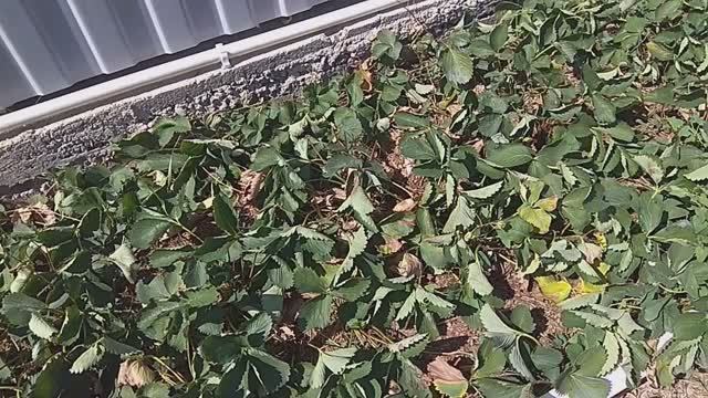 3 сентября. Давно нет дождей. смотреть онлайн