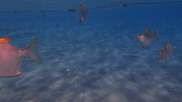 жертвы прикормки Рыба-ласточка Silver moony Monodactylus argenteus PC060021