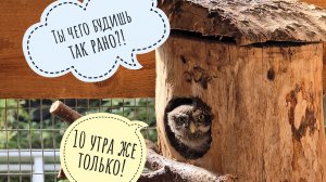 Самая маленькая сова в новом доме! Сычик Пуньк съехал с балкончика сыча ХЗ по программе расселения