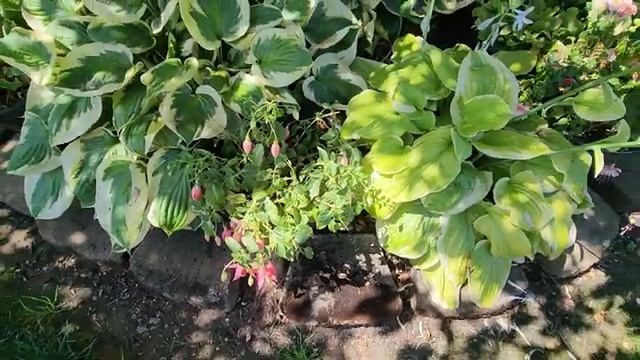 🦋🦋🦋🐌 смотреть онлайн