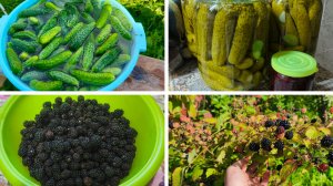 Собираю урожай ,отремонтировали каракат .