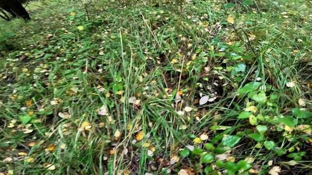 Грибное место. Грузди. смотреть онлайн