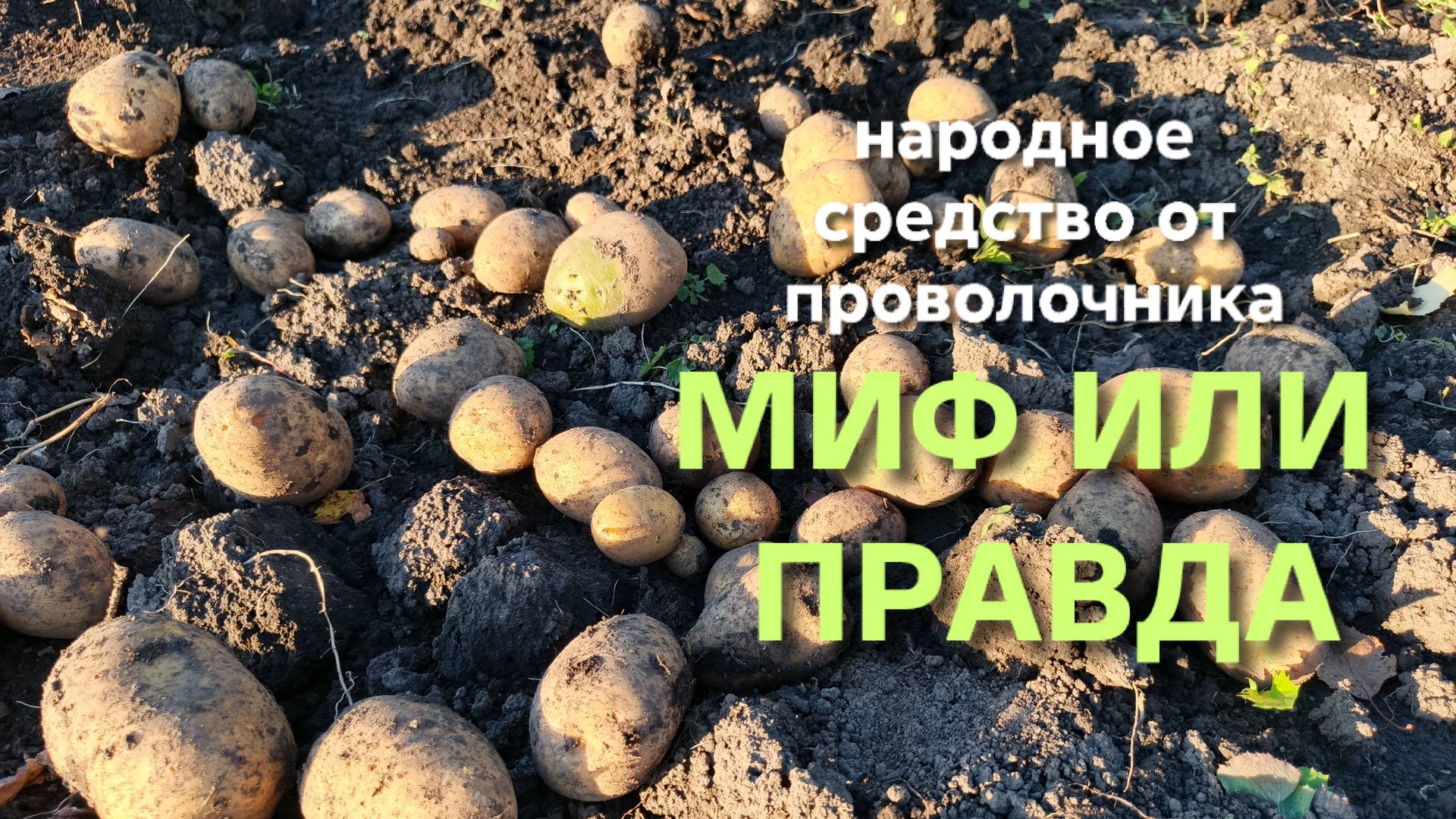 Народное средство от проволочника помогло ли оно на самом деле