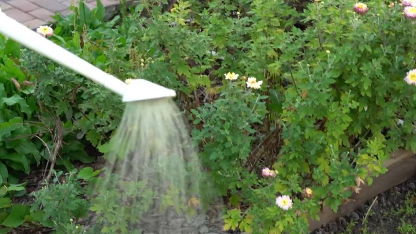 Вытяжки из ели, березы и борщевика. Дачные сезоны