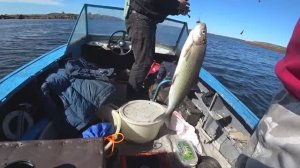 Рыбалка на Белом Море с Катера.Два Сига Сразу на Закидушку!
