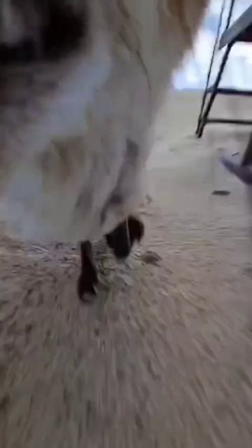 Лиса украла смартфон когда снимал видео🦊 смотреть онлайн
