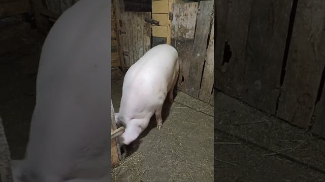 04-09-2025 🐽🐽🐽 смотреть онлайн