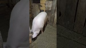 04-09-2025 🐽🐽🐽