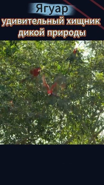 Ягуар удивительный хищник дикой природы