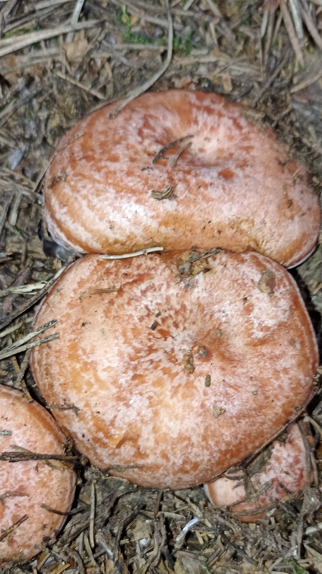 Белые грибы. Грузди. Рыжики