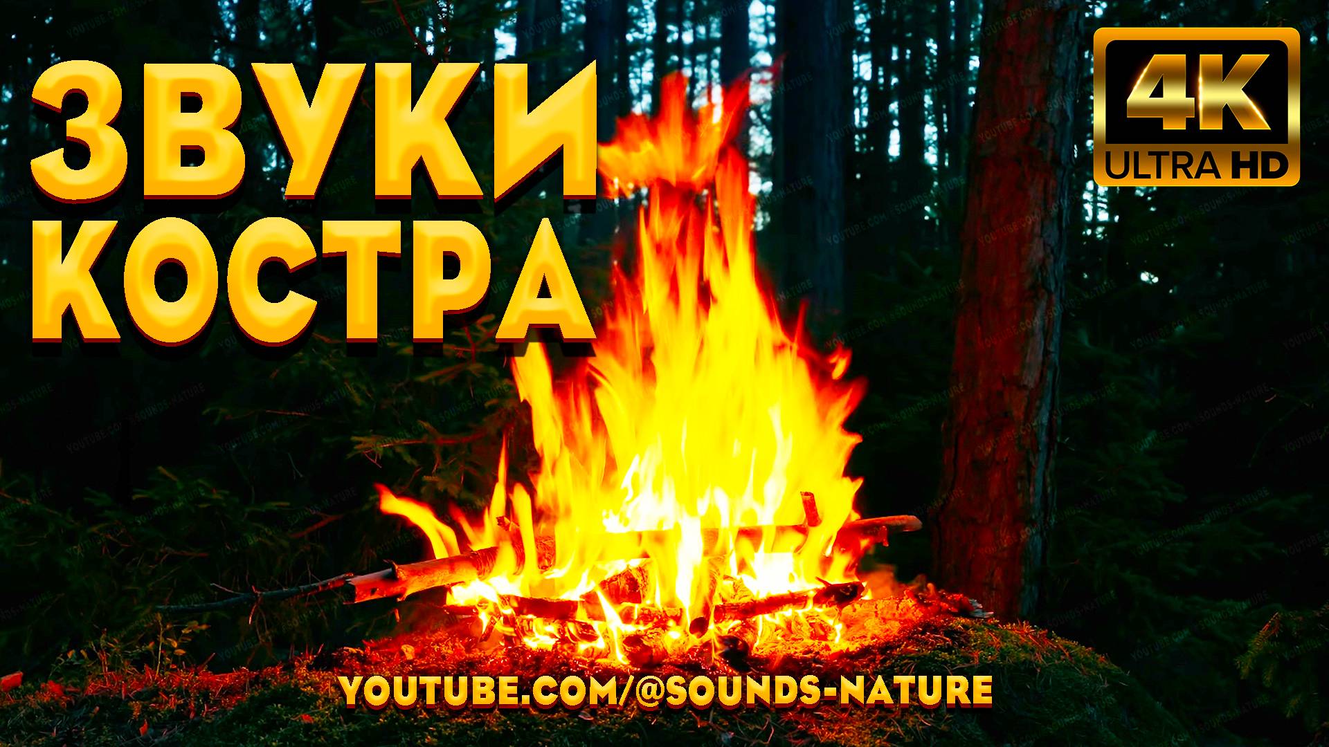 ASMR Звуки Потрескивания Костра И Сверчков - В Ночном Лесу, Для Спокойного Сна. Звуки Природы АСМР. смотреть онлайн