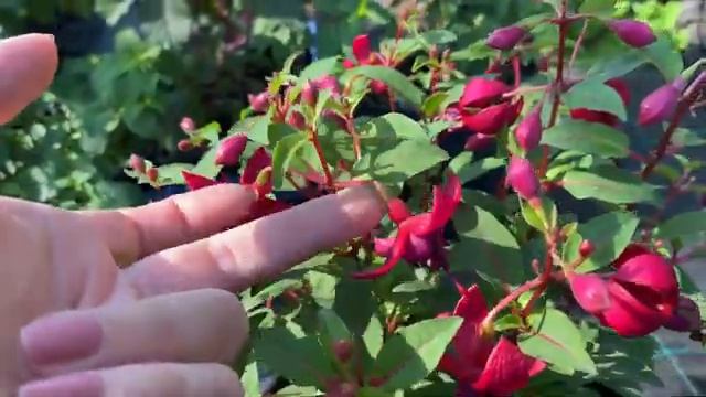 🌸🌸🌸🌿 смотреть онлайн