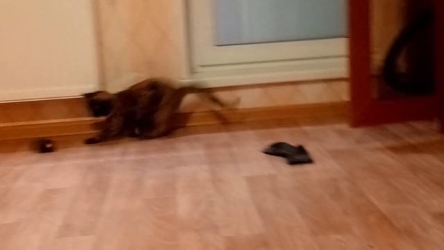 котёнок муся