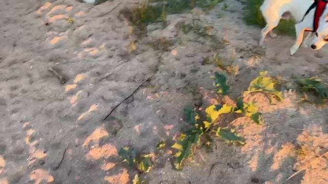 Идеальное место для отдыха с питомцем в Голубицкой смотреть онлайн